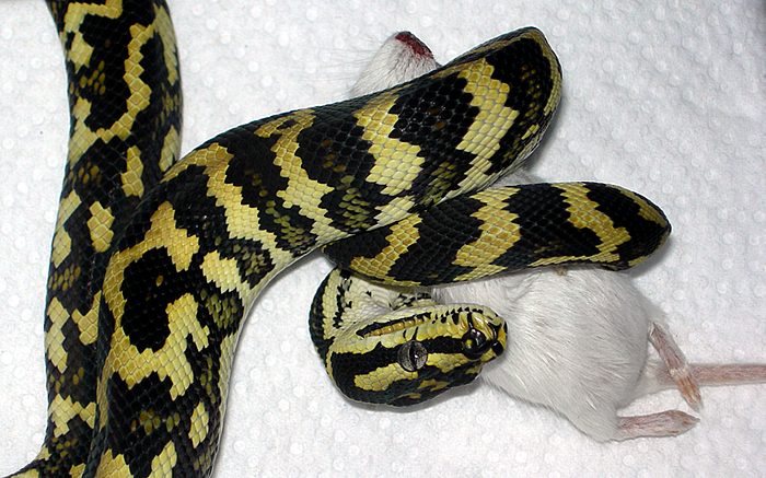 Fluffy The Snake.com